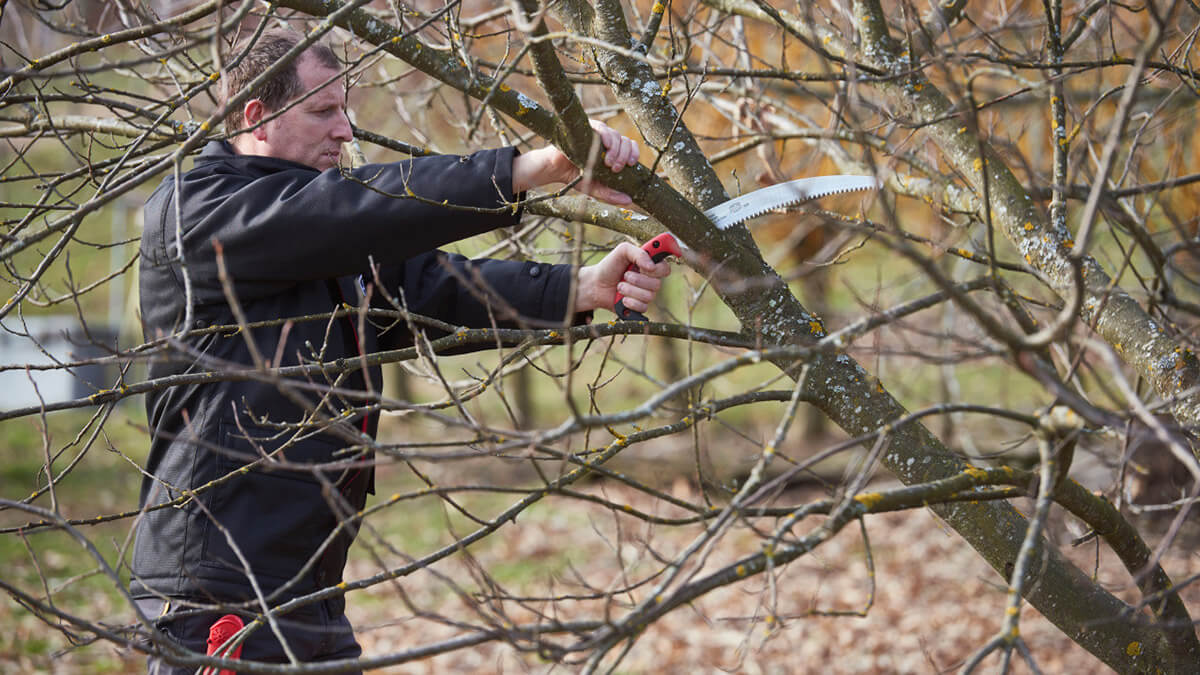 cưa cành felco 630