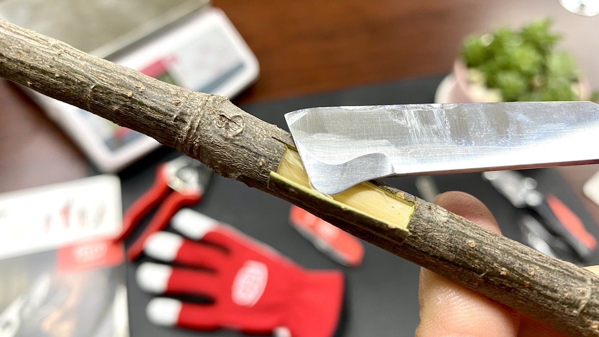 Tách vỏ cây khi ghép cành của dao chiết ghép