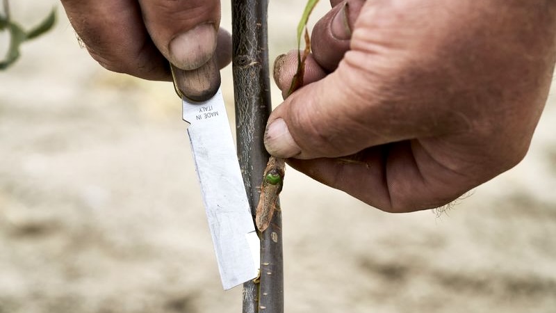 Dao chiết cành FELCO 512 có lưỡi bóc vỏ cây