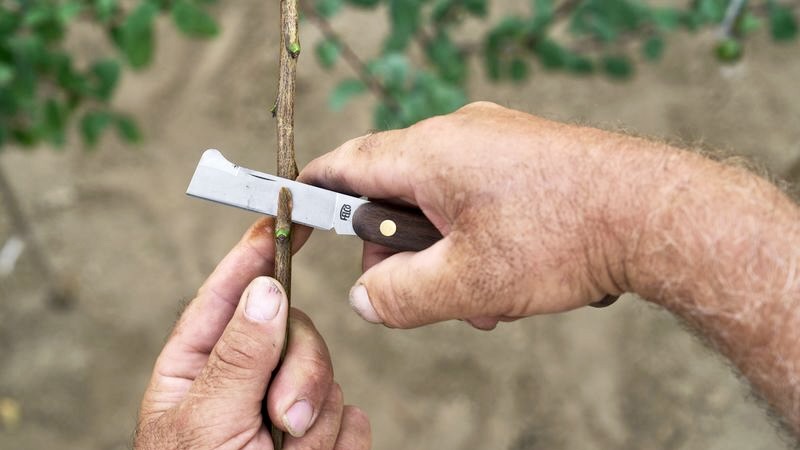 Dao chiết ghép cành FELCO 512 - Made in Italia