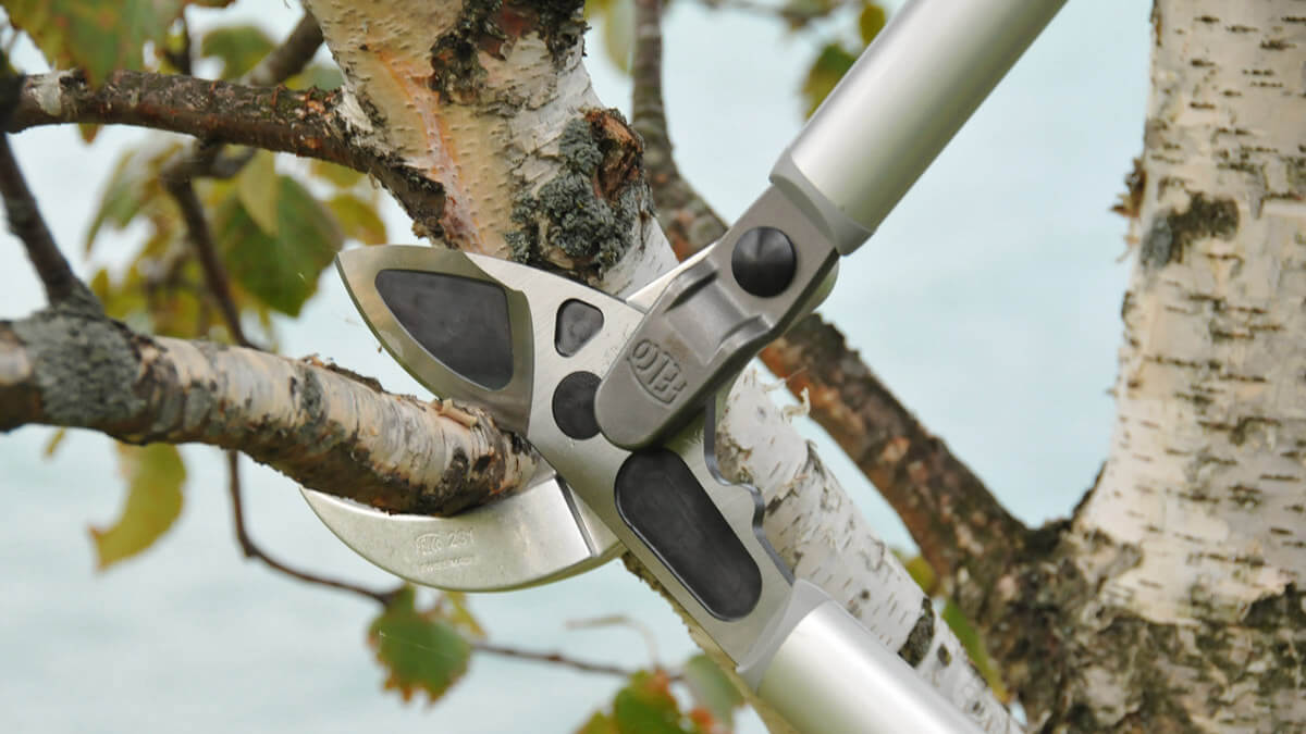 kéo cắt cành to felco 231