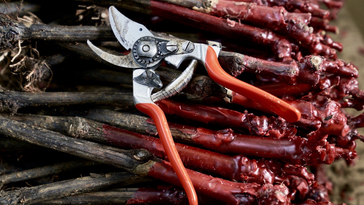 Kéo cắt cành cây hoa, làm vườn cho nghệ nhân FELCO 14