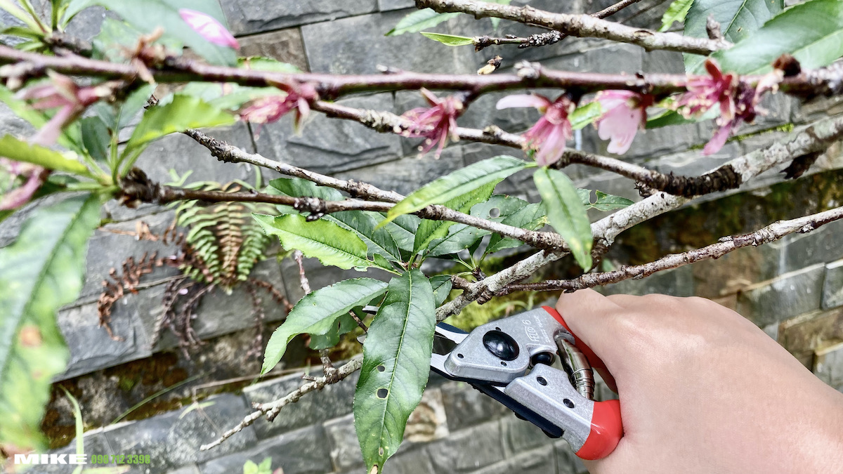 Cắt tỉa cành đào bằng kéo cắt tỉa cành FELCO 6