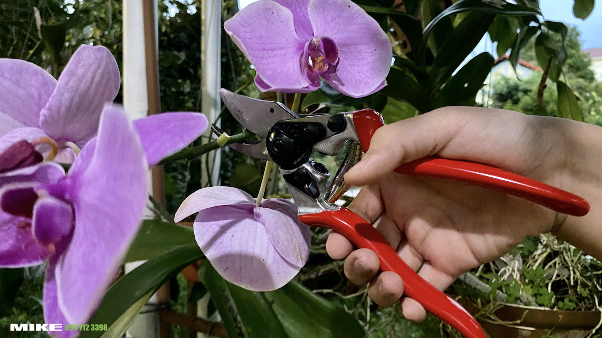 Chăm tỉa cành lan bằng kéo cắt cành FELCO 6