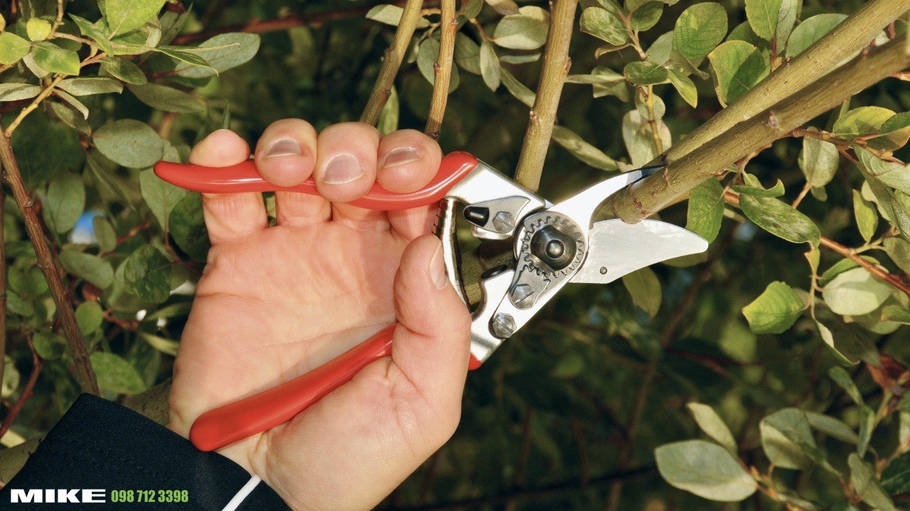 Kéo cắt cành FELCO 6 trong trồng cây ăn trái Swiss Made